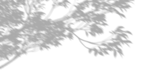 Wall Mural - element shadow shade of tree branches leaves move transparent backgrounds 3d illustrations png