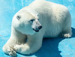 Sticker - Portrait of a polar bear in the zoo