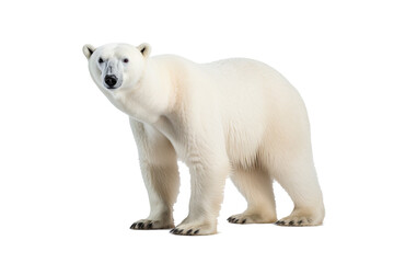 Wall Mural - a majestic polar bear walking isolated on transparent background