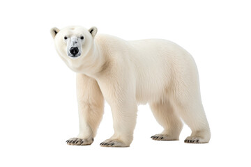 Wall Mural - a majestic polar bear walking isolated on transparent background