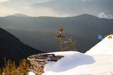 Wall Mural - Beautiful landscape with snow covered fir trees and snowdrifts.