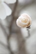 White bud of the magnolia, next to the unfurled flower.
