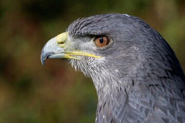 Poster - A close up profile portrait of a chilean blue buzzard eagle. Showing ja side view of the head only. Space for text around the subject