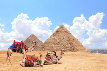 Canvas Print - Camels in a colorful horse-clothes resting on the sand near to pyramids, Giza, Cairo, Egypt. Famous Great Pyramids of Chephren and Cheops, Giza pyramid complex (Giza Necropolis)