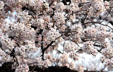 Aufkleber - Horizontal banner with sakura flowers of white color on sunny backdrop. Beautiful nature spring background with a branch of blooming sakura. Sakura blossoming season in Japan