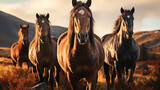 Fototapeta Panele - Horse herd run in sunlightwith dust at summer pasture