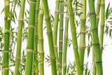 Fototapeta Dziecięca - bamboo forest background