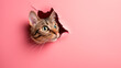 The cat looks out of a hole in the pink paper background . Copy space.
