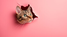 The Cat Looks Out Of A Hole In The Pink Paper Background . Copy Space.
