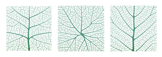 leaf vein texture abstract background with close up plant leaf cells ornament texture pattern. green