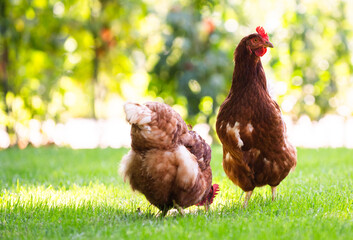 Poster - Free range happy red chickens walking on grass