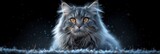 Fototapeta  - Front View Norwegian Forest Cat Sitting, Desktop Wallpaper Backgrounds, Background HD For Designer