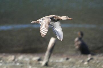 Poster - mallard in a pond