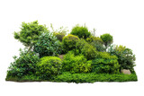 Lush green bush on a transparent background