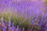 Fototapeta Lawenda - Lavender flowers close-up on blurred background