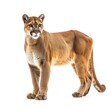 Puma Mountain Lion standing side view isolated on white background, photo realistic.
