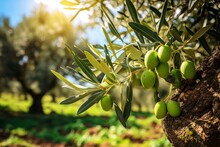 Spain. Olives On Olive Tree Branch. Closeup Of Green Olives Fruits In Sunny Day, Generative AI 