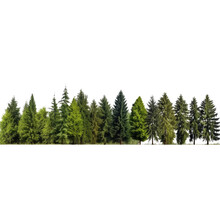 Pine Tree View Of A High Definition, Treeline Isolated On White Background, Forest And Foliage In Summer, Row Of Trees And Shrubs