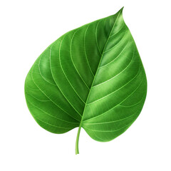 Wall Mural - green leaf isolated on white