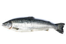 Salmon, Trout Fish Isolated On White Background.