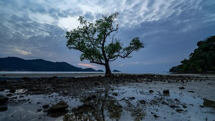 Wall Mural - Timelapse of a single tree standing at a sandy beach on Koh Chang island in Trad, Thailand during sunset with slowly moving clouds in the sky