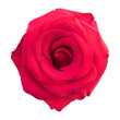 Top view of beautiful red rose isolated on white background with clipping path. PNG format.