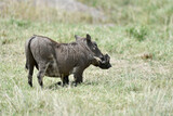 Fototapeta Sawanna - warthog in the savannah of africa
