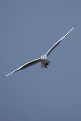 Wall Mural - Seagull flying through blue sky with outstretched wings