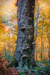 tree trunk in the beech forest