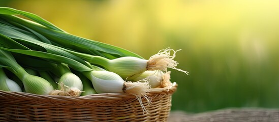 Poster - Fresh raw leeks in wicker basket outdoors closeup. Creative Banner. Copyspace image