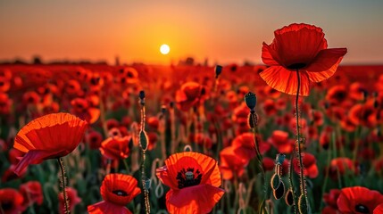 Wall Mural - A poppy field in the sun. Nature, the natural background