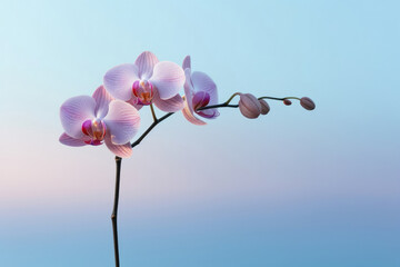 Wall Mural - Pink fragility petal botany blossom beauty orchid plant flower purple nature closeup flora