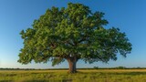 Fototapeta Tęcza - Large Oak Tree in Field
