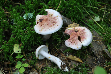 Wall Mural - Blotched woodwax, Hygrophorus erubescens, also known as pink waxcap, wild mushrooms from Finland