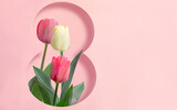 Fototapeta Tulipany - Women's Day March 8 with tulip flowers on pink background inside the number eight. Spring flowers for a greeting card.
