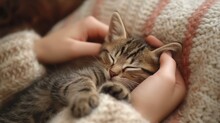 A Cute Tabby Kitten Sleeping In The Arms Of A Human