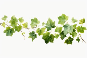 Poster - A branch of ivy with green leaves on a white background. Suitable for various design projects