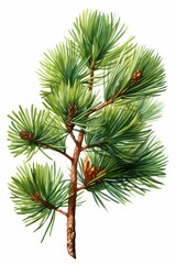Poster - A beautiful watercolor painting of a pine tree. Can be used for nature-themed designs or as a decorative piece in any setting