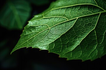 Aufkleber - A close-up view of a leaf with a dark background. This image can be used for various purposes
