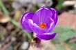 Krokus lila, violetter Krokus Top-view auf einen Frühblüher im Frühling