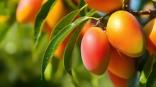 Organic Ripe Indian Mangoes On Trees, Exotic Tropical Summer Season Himshagor Alphonso Mangoes