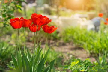 Wall Mural - Red tulips in the garden in sunlight. Beautiful spring floral background. Selective soft focus.