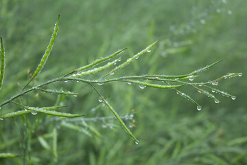 Wall Mural - Dew drops on green mustard pod, close up of wet mustard pod with dew drops