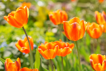 Wall Mural - spring yellow red tulips in the sunlight on a blurred background. beautiful floral background. selec