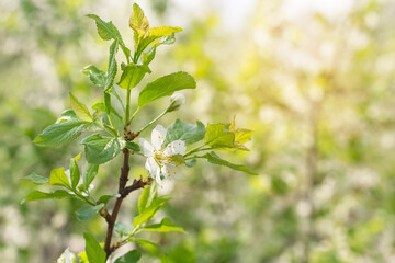 Wall Mural - blooming plum branch on a blurred background in sunlight. beautiful spring background. selective foc