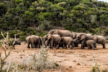 elephants in addo elephant national park, south africa