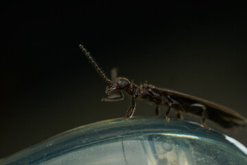 Wall Mural - a black insect perched on an object.