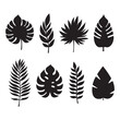 Collection of exotic palm leaves. Leaf icon set. Vector illustration