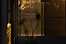 Indoor Pot Plant Illuminated By Golden Afternoon Sun
