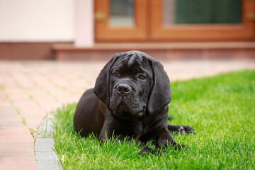 Wall Mural - Dog breed Cane Corso Italiano